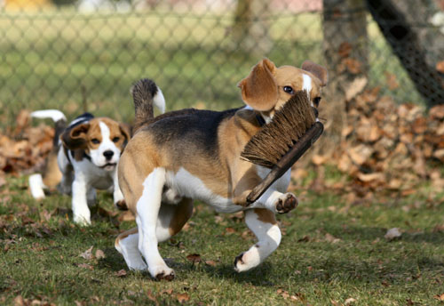 Beagles und ein Handfeger